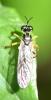 Dioctria linearis